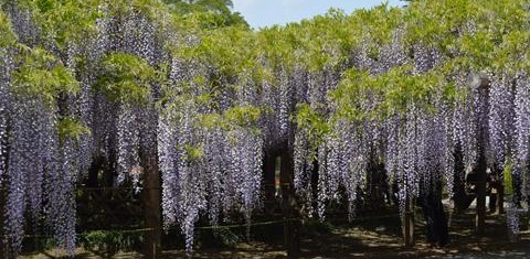 牛島の藤（藤花園）