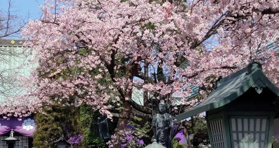 密蔵院の安行桜